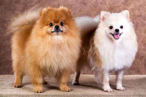 英系专美犬价钱终归是怎样定的？