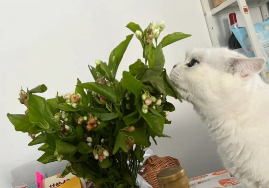 茉莉花对猫有毒吗