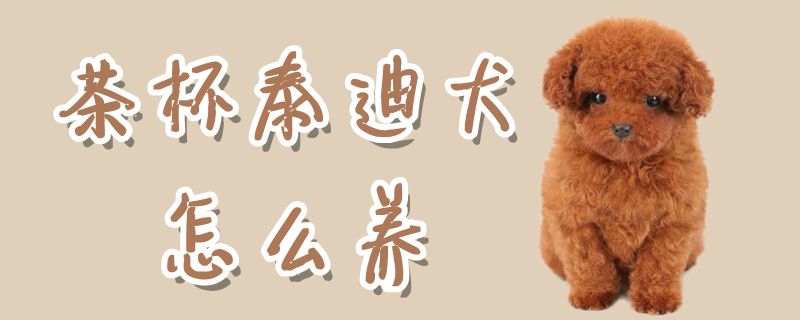 茶杯泰迪犬怎样养