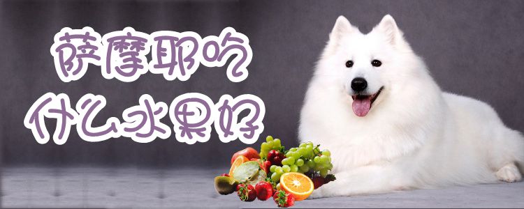 萨摩耶吃什么生果佳