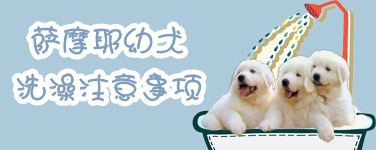 萨摩耶幼犬沐浴注重事项