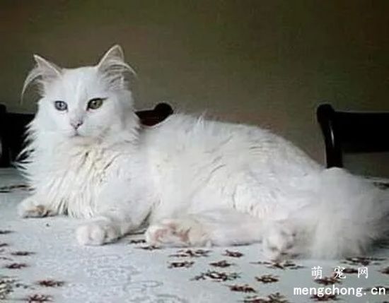 蒂凡尼猫和Tiffany有联系吗？