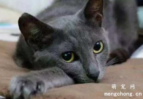 蓝猫为什么颜色越来越浅