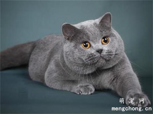 蓝猫几个月发腮