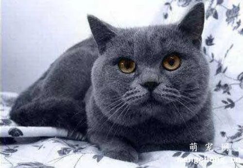 蓝猫可以生出蓝白吗？