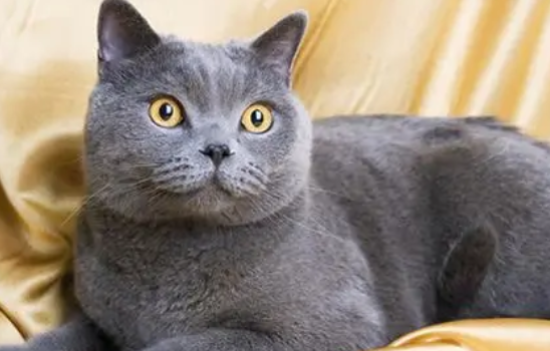 蓝猫拉肚子能自愈吗?