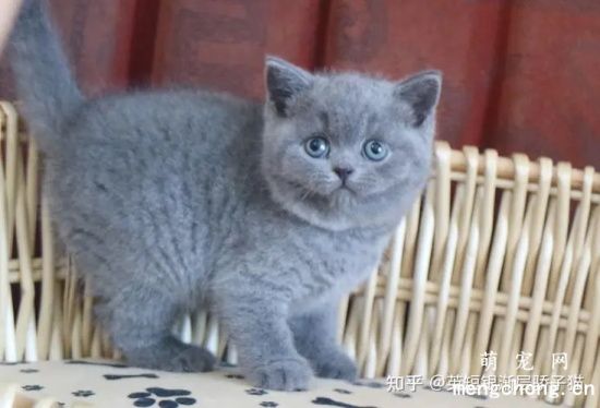 蓝猫最爱吃的3种食物