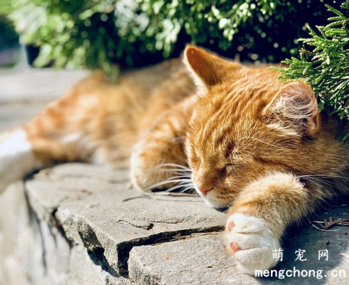 薄荷对猫有危害么？