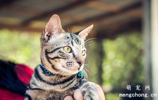 虎斑加白是什么品种的猫