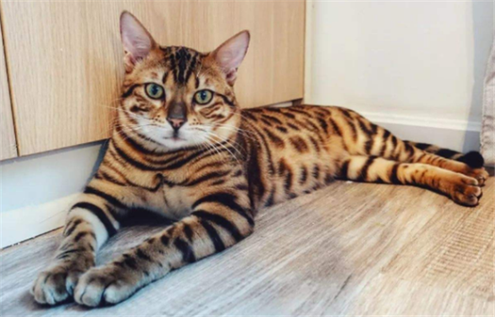 虎斑豹纹猫吃什么食物