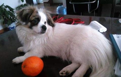 蝴蝶犬几钱一只？吻合你的情绪价位吗？ 