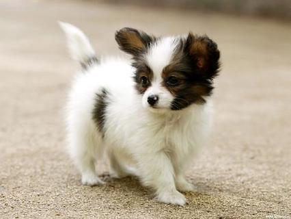 蝴蝶犬几钱一只？吻合你的情绪价位吗？ 