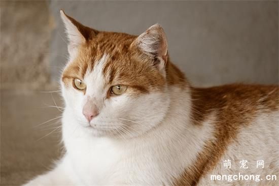 血统猫为什么贵？