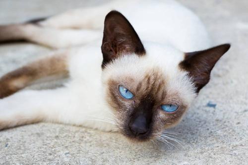 被小猫咬出血了轻微的 被小猫咬伤后应该怎么办