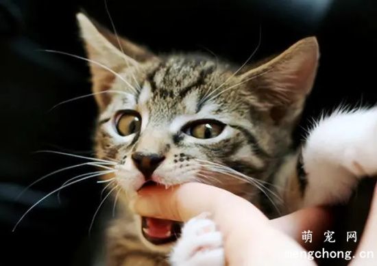 被猫咬了会怎么样？被猫咬了注射疫苗注意事项?