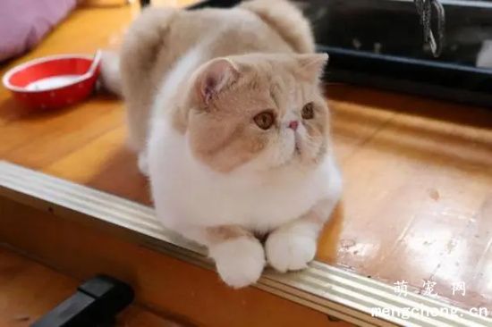 被猫咬了怎么办？被猫咬了不一定要打疫苗