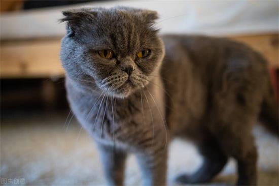 被猫咬了有划痕鼓起来