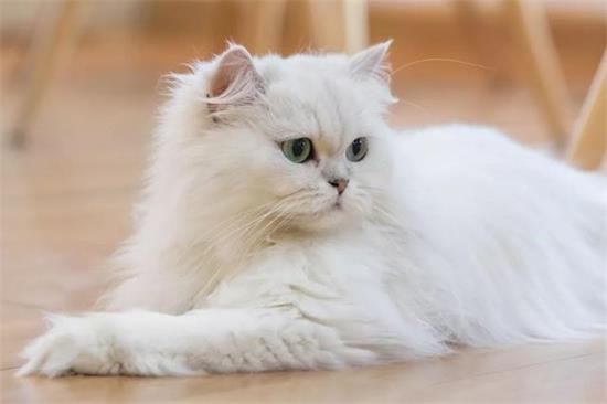 被猫抓了一下红色划痕 不是所有的猫抓都会感染的