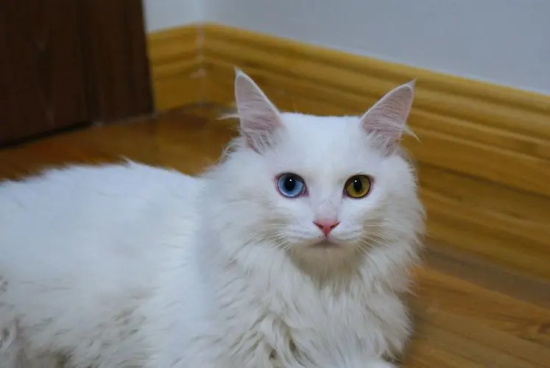 被猫抓伤出血要打针吗超过24小时 被猫抓伤怎么办