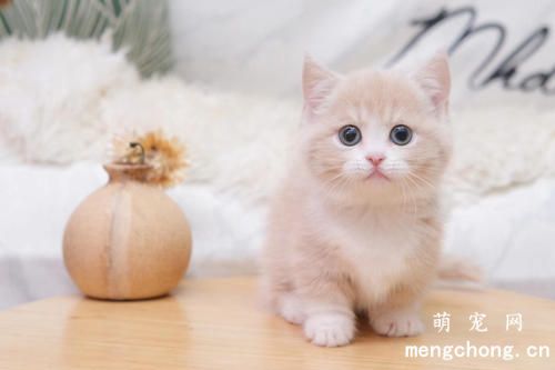 被猫抓伤怎么办？如何避免被猫咪抓挠?