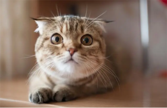 被猫抓伤怎么办？铲屎官们看一看