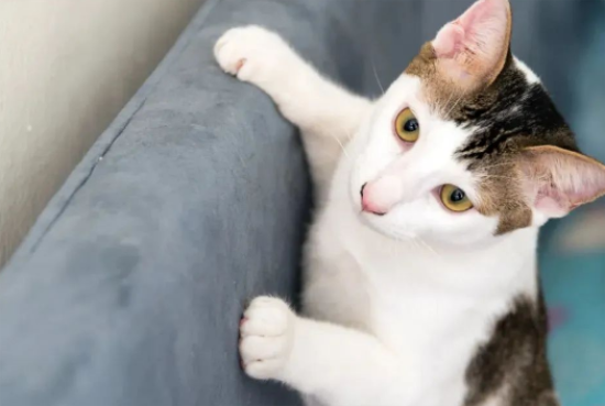 被猫抓伤，要打狂犬病疫苗吗？