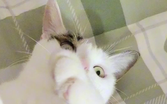 被猫抓后会出现什么症状