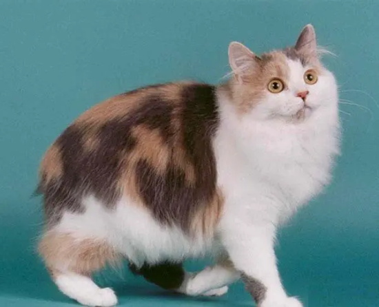 被自家猫抓伤用注射疫苗吗？