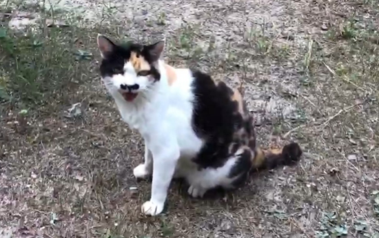 被野猫咬了一口出血了怎么办