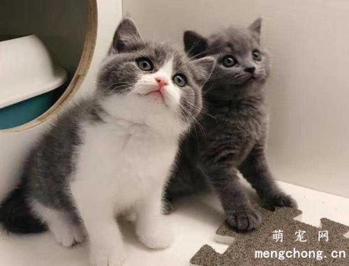 被野猫抓伤必须打针吗?