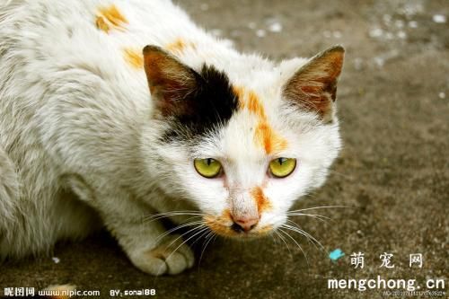 被野猫抓伤必须打针吗？