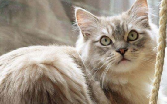 褴褛猫咳嗽如何治疗 褴褛猫咳嗽怎么治