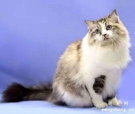 褴褛猫奶水不足怎么回事 奶水不足原因介绍