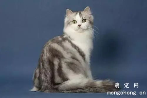 褴褛猫是什么猫？褴褛猫的生活习性