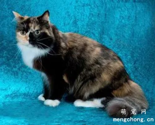 褴褛猫是什么猫?褴褛猫的生活习性