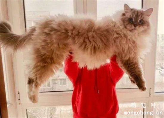 西伯利亚猫会发腮吗
