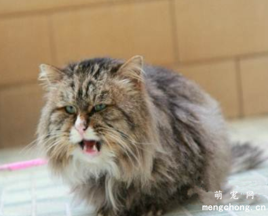 西伯利亚猫外形特征