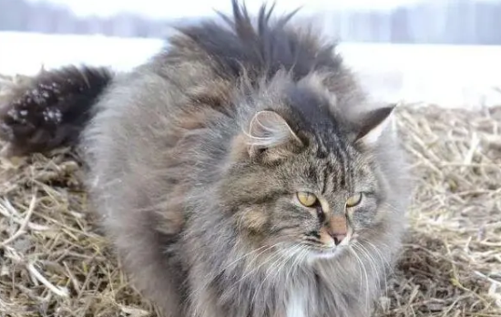 西伯利亚猫怎么治疗猫癣?