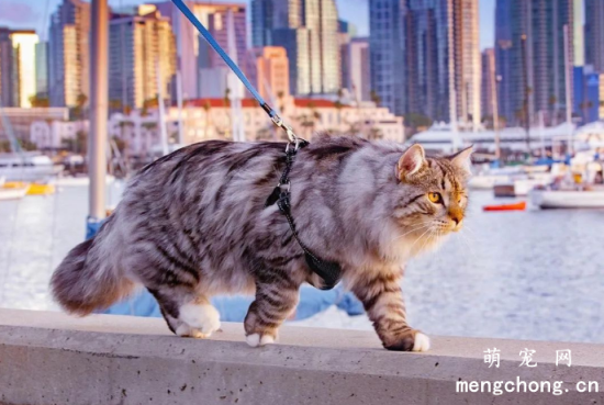 西伯利亚猫聪明吗