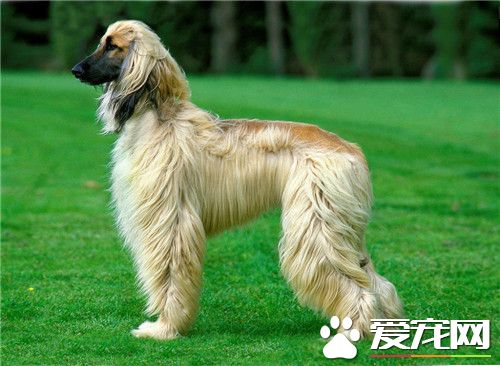 西躲猎犬的练习方式 协共练习的时间要适合的赞美