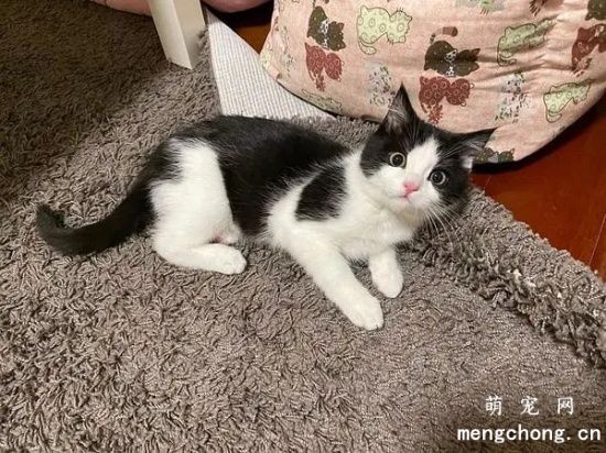训练宠物猫衔物的小技巧
