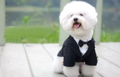 训练比熊犬的时候有哪些注意事项?(图1) 训练比熊犬的时候有哪些注意事项?