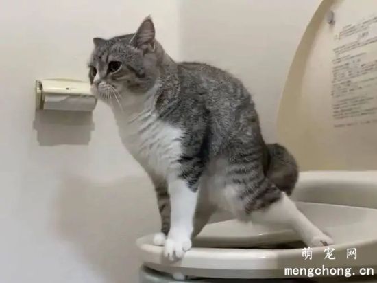 训练猫咪用马桶的简单实用新方法