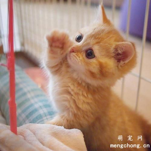 该怎么去训练猫咪翻身打滚？