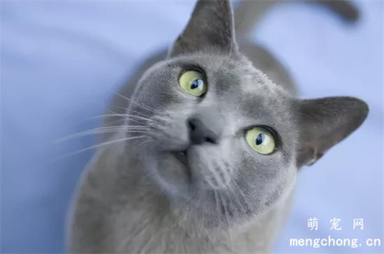 诱食剂对猫的危害