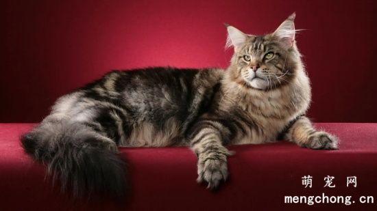 谁说缅因猫不好饲养？
