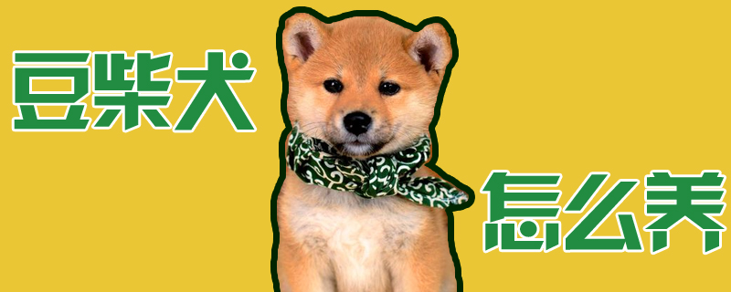 豆柴犬怎样养