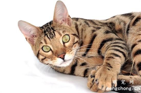 豹猫喜欢吃什么