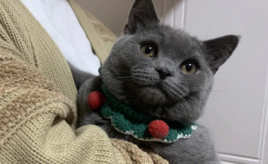 贫血有几种类型 猫咪贫血的症状是什么样