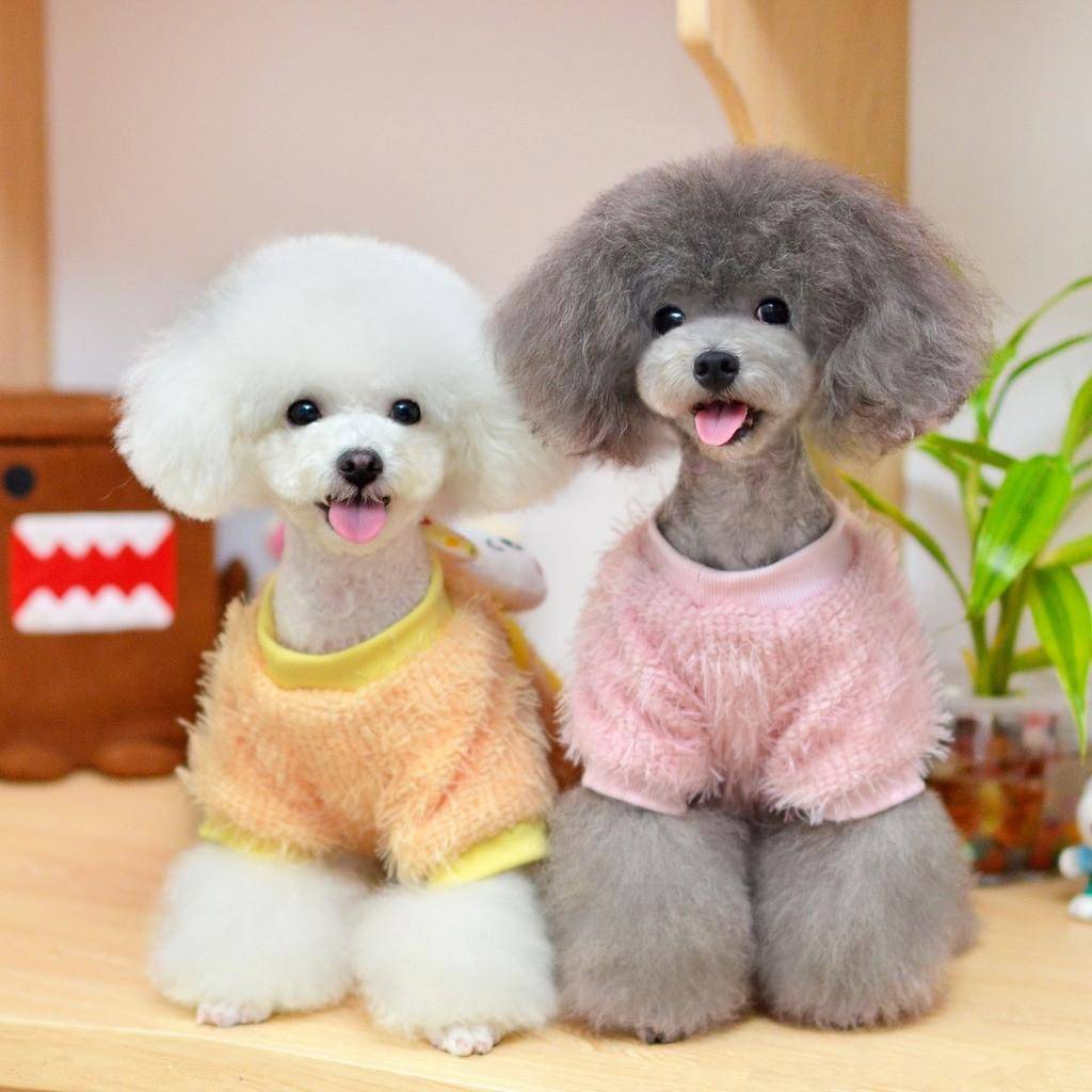 贵宾犬多少钱一只